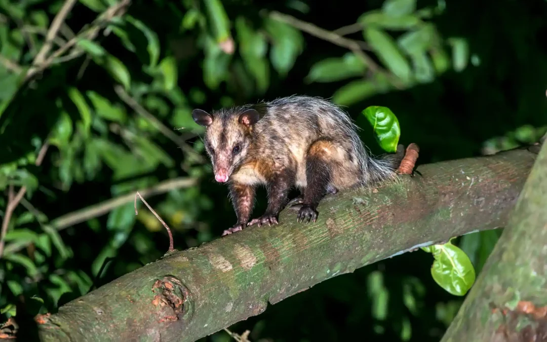 Não faça mal a um saruê: o guia prático para conviver com esse aliado