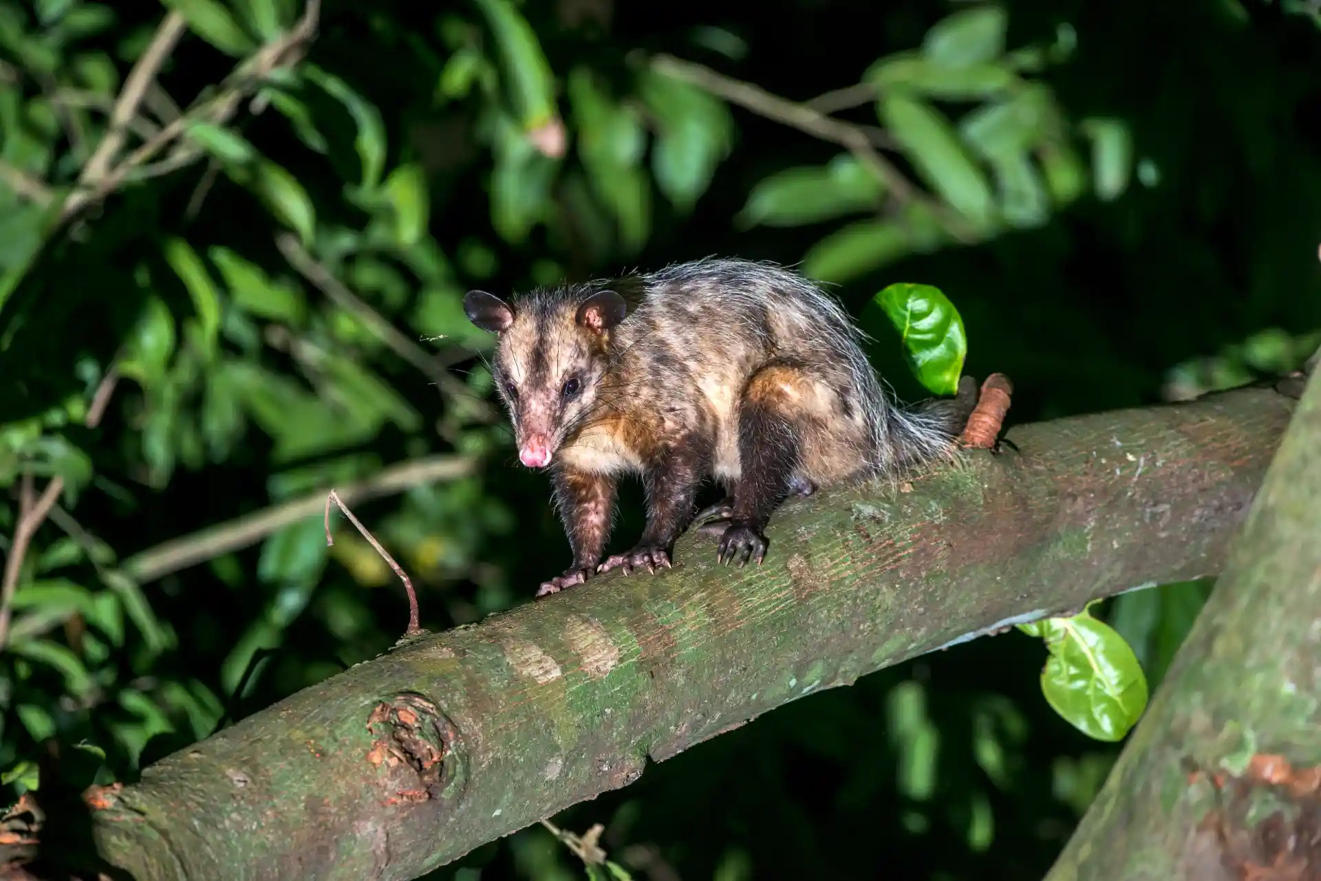 Saruê (Didelphis albiventris) em um galho, à noite, em ambiente urbano com vegetação ao fundo