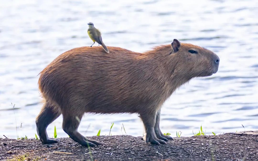Carrapato estrela e capivara em Piracicaba: saiba tudo e previna-se