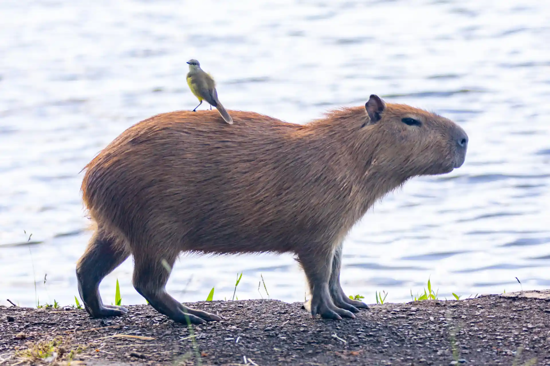 carrapato-estrela-capivara Carrapato estrela e capivara em Piracicaba: entenda Amblyomma sculptum, febre maculosa brasileira e prevenção prática para reduzir riscos no dia a dia.