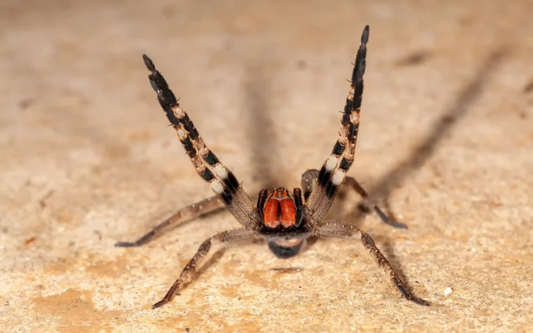 Picada de aranha armadeira no trabalho: o que fazer?