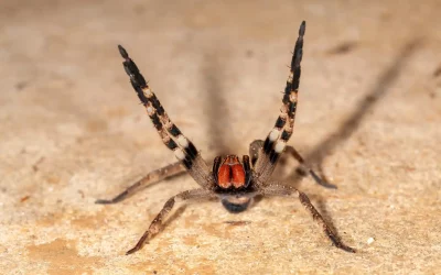 Picada de aranha armadeira no trabalho: o que fazer?