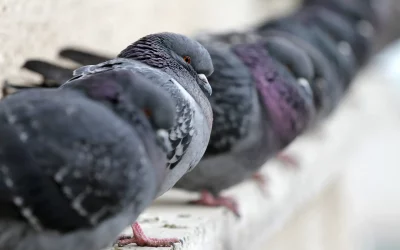 Toxoplasmose e pombos: o guia completo para proteger seu colaborador