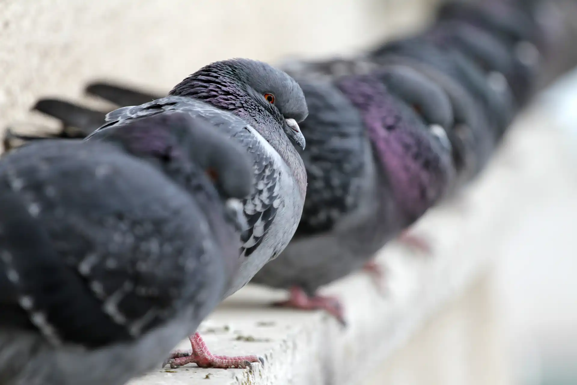 pombos-com-toxoplasmose-em-piracicaba Profil de pombos empilhados em uma superfície, mostrando detalhes das penas e cores variadas, com foco na ave à esquerda.