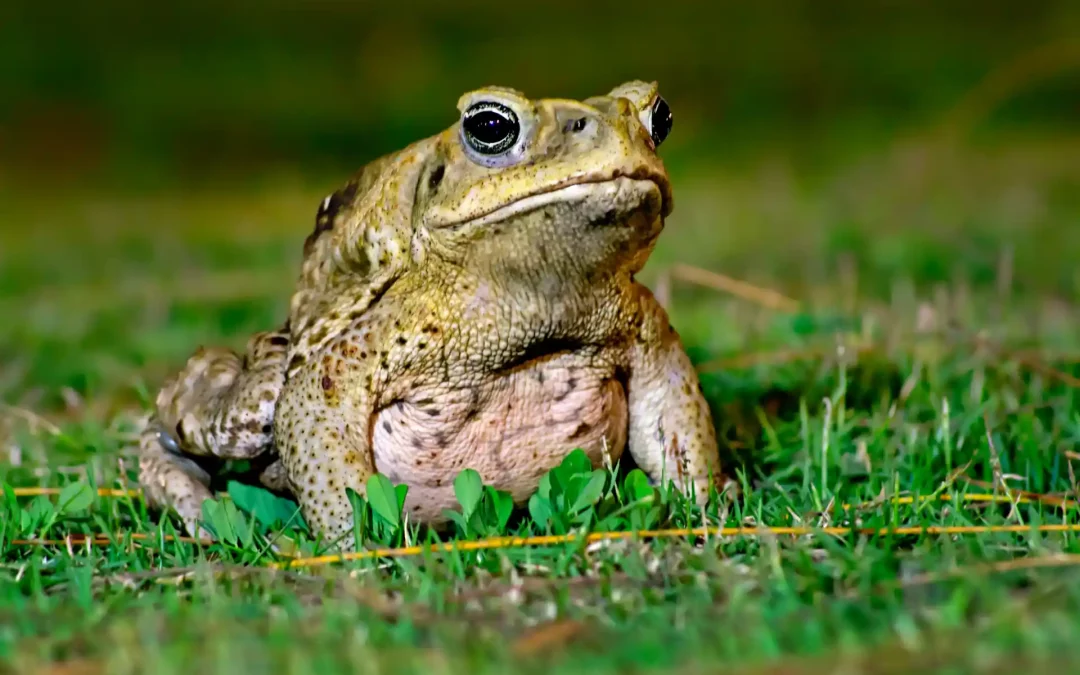 Não faça mal a sapos em condomínios: guia prático para moradores