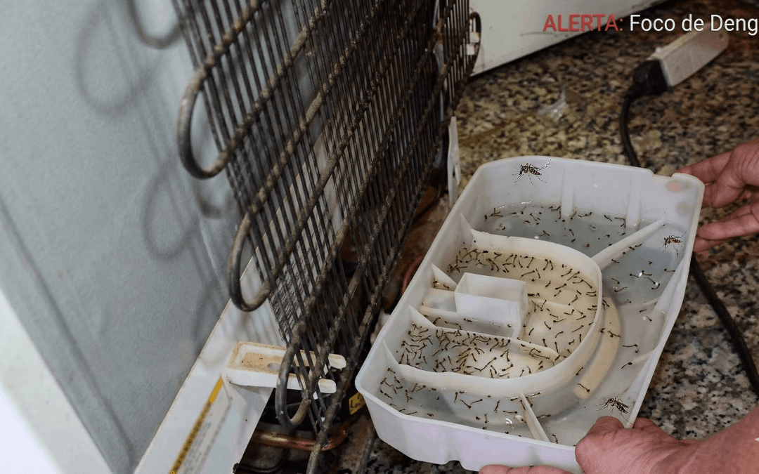 Dengue no reservatório da geladeira: como evitar o foco escondido