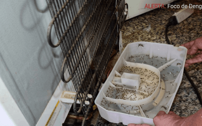 Dengue no reservatório da geladeira: como evitar o foco escondido