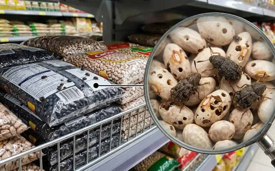 O que pode acontecer na sua loja quando aparece caruncho ou traça?