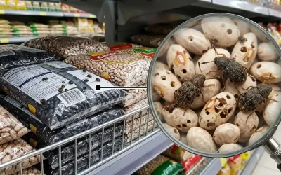 O que pode acontecer na sua loja quando aparece caruncho ou traça?