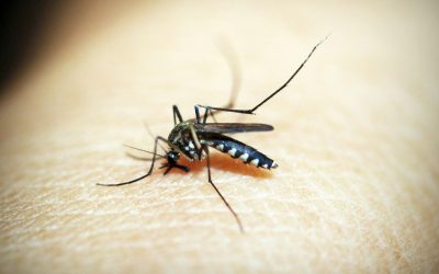 Dengue no Inverno: por que o período seco não elimina o risco!