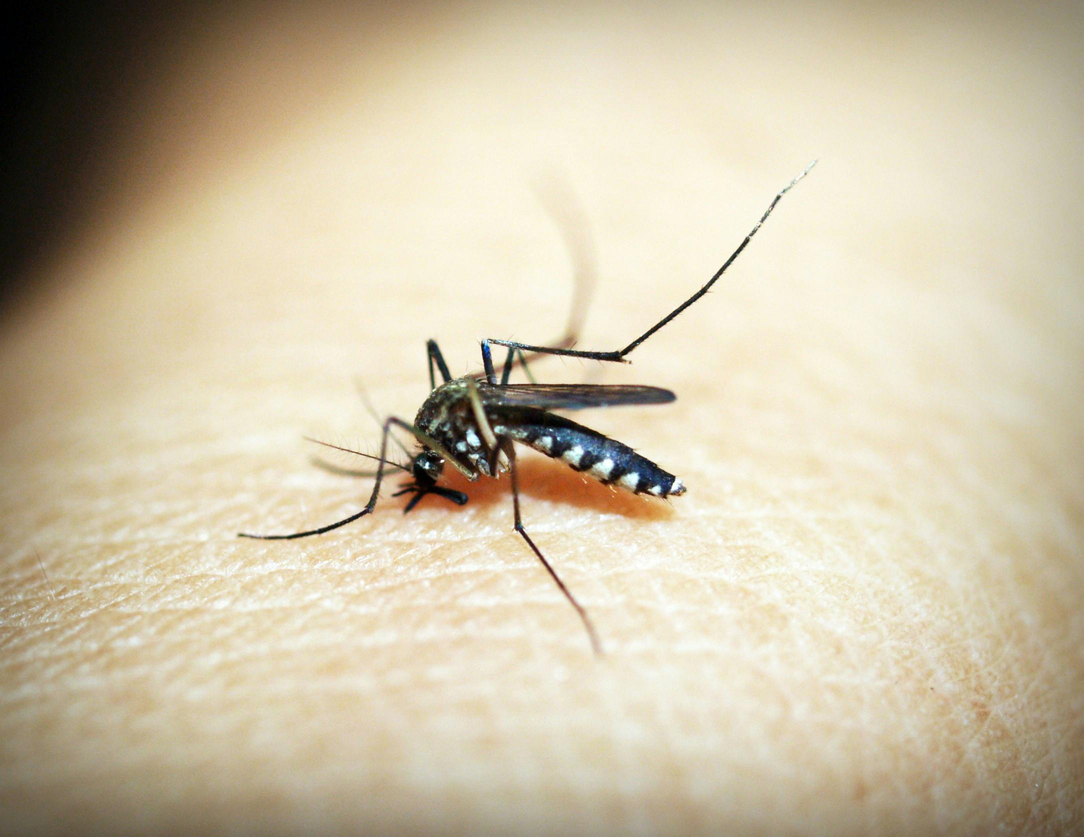 um mosquito da dengue depois de sair de um ovo, se alimentando do sangue de uma pessoa no inverno sem chuva.